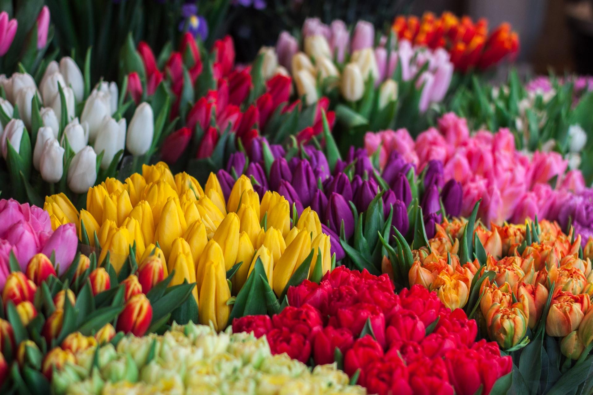 Discover the flower and bird market on the Ile de la Cité